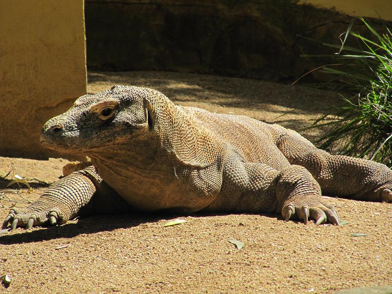 סידני - Taronga zoo