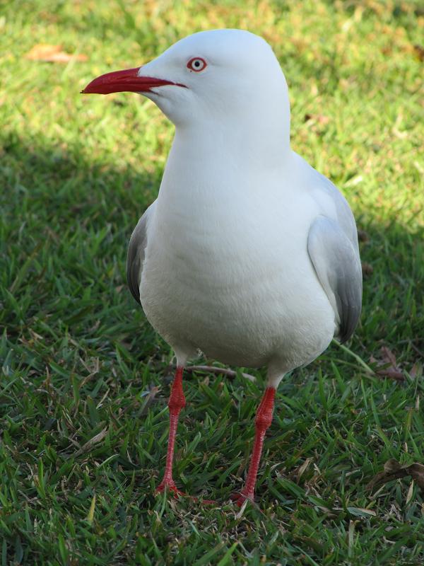 אוסטרליה - ציפורים