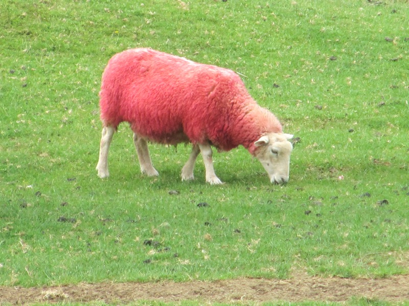 כבשים ורודות