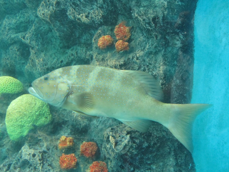 Phuket Aquarium