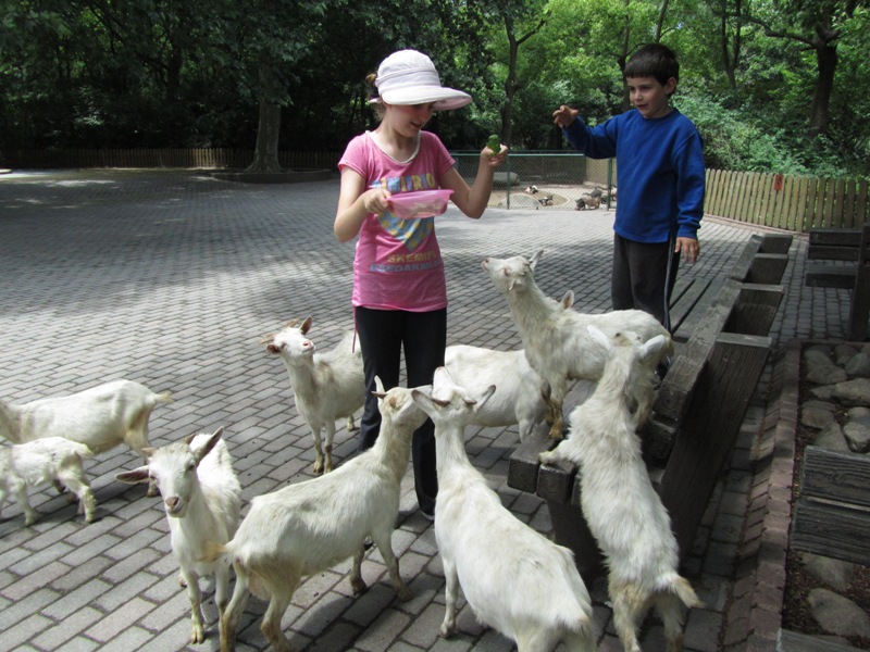 גן החיות של שנגחאי